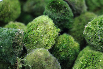 Image showing moss spheres background