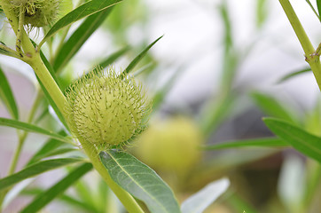 Image showing Balloon plant or balloon cotton bush 