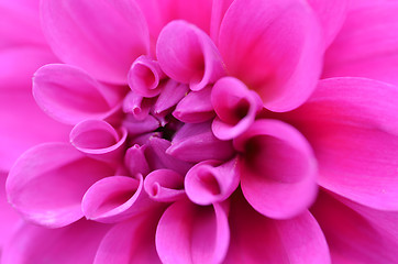 Image showing Purple dahlia flower