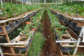 Image showing Fresh strawberries that are grown in greenhouses