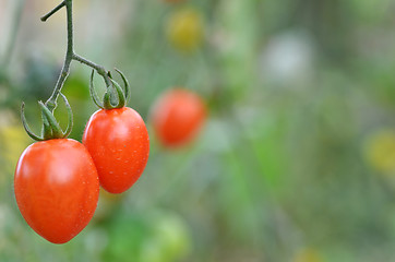 Image showing Fresh red tomatoes