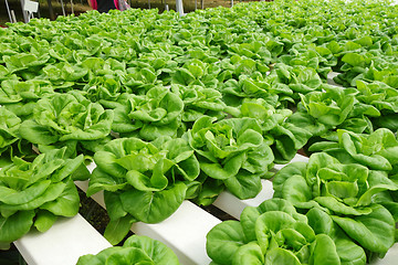 Image showing Commercial greenhouse soilless cultivation of vegetables