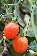 Image showing Fresh red tomatoes