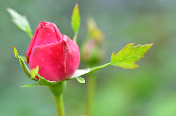 Image showing Vibrant red rose bud  