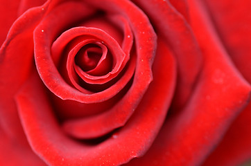 Image showing Macro shot of a red rose