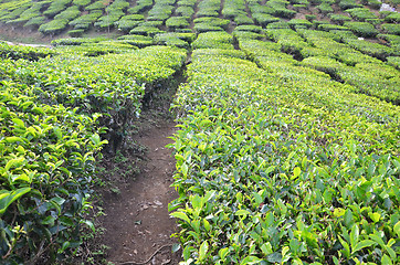 Image showing Tea plantation located in Cameron Highlands