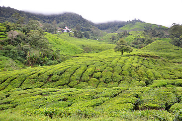 Image showing Tea Plantation in the Cameron Highlands in Malaysia