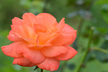 Image showing Orange roses blooming in the garden