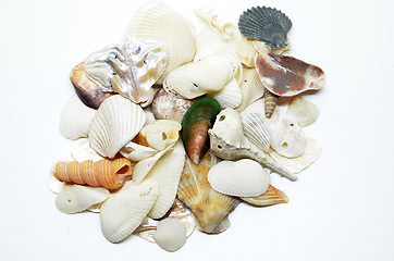 Image showing Sea shells scraped together