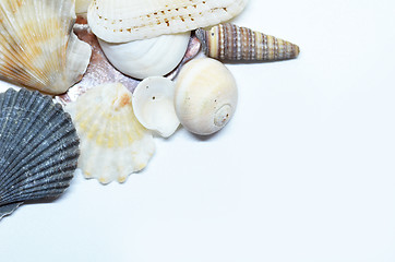 Image showing Sea shells scraped together