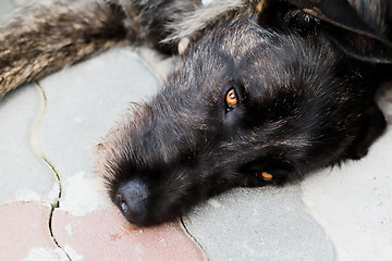 Image showing Dog resting in stone