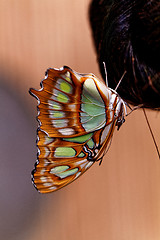 Image showing Red lacewing butterfly (lat. Cethosia biblis)