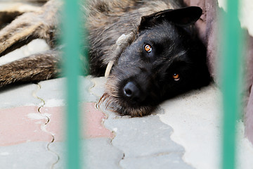 Image showing Dog resting in stone