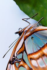 Image showing Red lacewing butterfly (lat. Cethosia biblis)