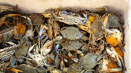 Image showing Blue Crabs