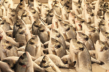 Image showing Sea Bream