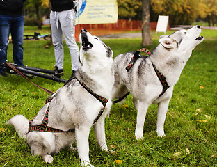 Image showing husky dog outside on a leash walking, green grass in park 