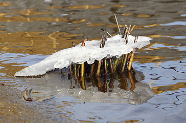 Image showing River reeds frozen on ice