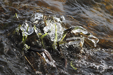 Image showing Frozen river vegetation