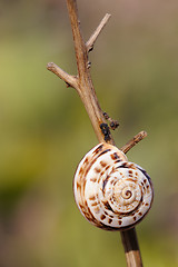 Image showing Closeup of the nature of Israel