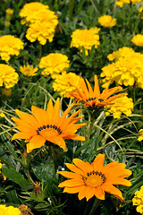 Image showing Gazania in the flowerbed