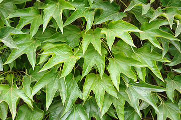 Image showing Grape leaves