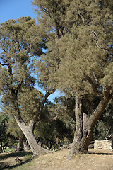 Image showing Park of Ashkelon in Israel