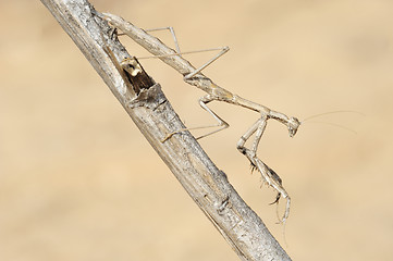 Image showing small mantis  on a branch