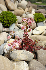 Image showing Sempervivum among stones