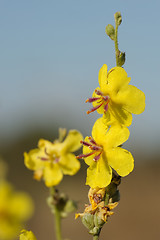 Image showing Israel Flowers