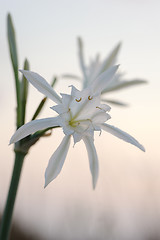 Image showing Pancratium maritimum