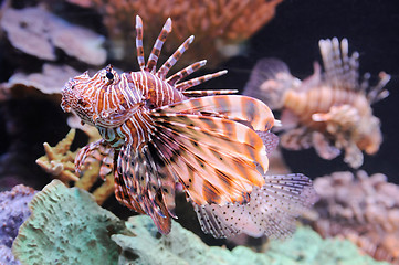 Image showing Lionfish in the Red Sea