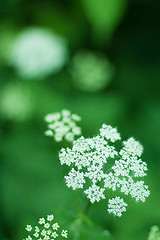 Image showing white flowers