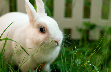 Image showing white rabbit