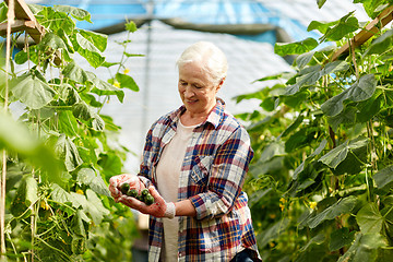 Image showing old woman picking cucumbers up at farm greenhouse