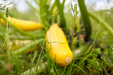 Image showing squashes at summer garden bed