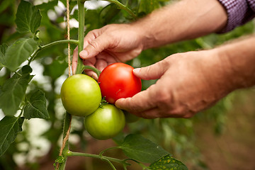 Image showing senior farmer picking tomatoes at farm greenhouse