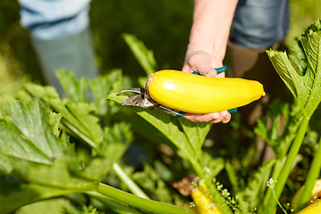 Image showing senior farmer with squash at farm greenhouse