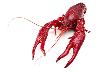 Image showing crawfish