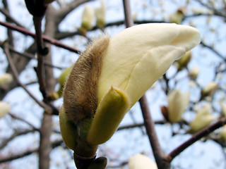 Image showing White magnolia bud