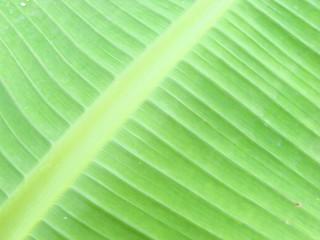 Image showing leaf macro lines