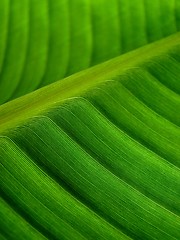 Image showing banana palm leaf green dark