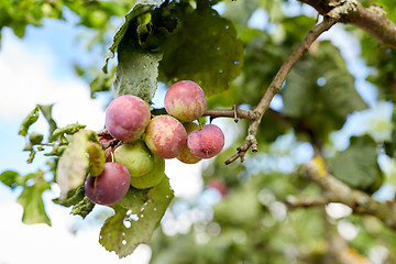 Image showing close up of plum tree branch