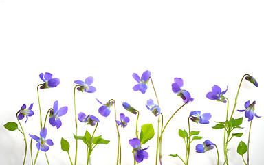Image showing Viola odorata flowers