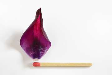 Image showing Burning match from tulip leaf