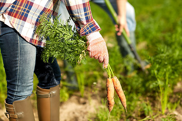 Image showing farmer picking carrots at farm