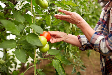Image showing senior woman picking tomatoes at farm greenhouse
