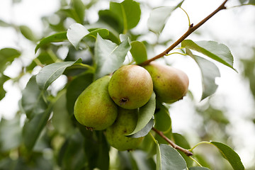 Image showing close up of pear tree branch