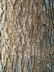 Image showing Tree Bark