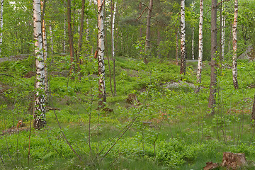 Image showing Birch wood at late spring, Delsjön nature reserve area, Göteborg, Sweden